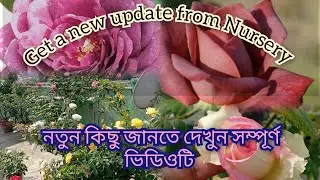Huge collection for the exhibition level।। সব ধরনের গোলাপ পেয়ে যাবেন।। Don't miss the chance #rose 