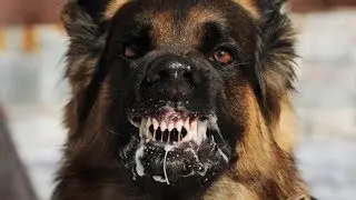 30 удивительных источников происхождения распространённых фраз, связанных с животными