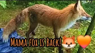 Mama fox came back late last night and let out a 
