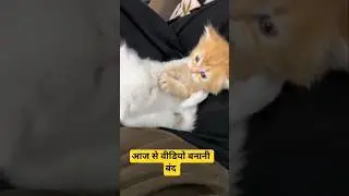 #shortvideo #youtuber ##my #cute #cat #belaa #kittans #आज से वीडियो बनानी बंद