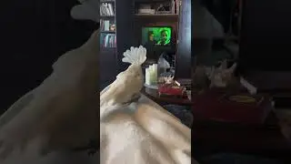 Chief does NOT like Beetlejuice!! #chiefthecockatoo #cockatoolove #parrot #lovemybird