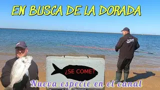 PESCA SURFCASTING NUEVA ESPECIE AL CANAL