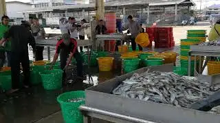 Samut Sakhon fish market