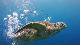 Mahi Mahi Dive Resort