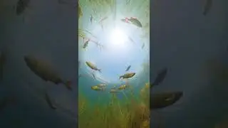 Underwater life in freshwater, swirling fish shoal (Rudd)