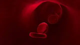 Blood Flow: Circulation System Science & Importance- BEMER Therapy