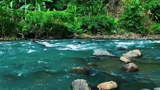 Blue River, Green Jungle &ndash; Pure Nature Ambience for Emotional Balance & Calm