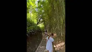 Magical Bamboo Forest Adventure Exploring with Kids in Japan