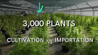 3,000 Plants - Cultivation vs Importation