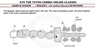 ECZ: Transport in plants Exam Questions. O Level Biology