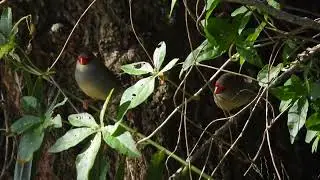 Red-browed Finches.