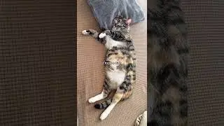 She Was SUPPOSED to Be Working&hellip; 😸 #shorts #cat #relatablecats