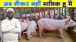 करूंगा तो business ही | Pig farm