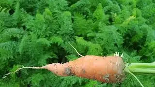গাজর চাষ#nature #aquaculture #farming #garden #ytshorts