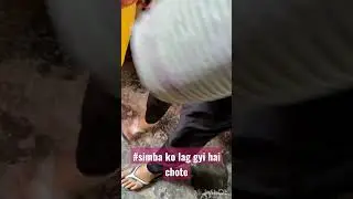 #simba ko lag gyi hai chote #shortsvideo #viralvideo #ytshorts #trendingshorts #wildcat