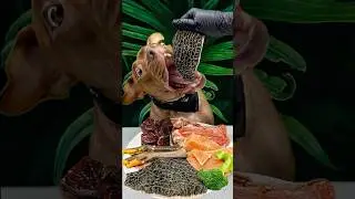 Best dog eating sound #asmr #pitbull