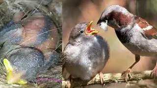 sparrow hatching one baby from five eggs/ sparrow baby /House sparrow nest/ FidaurRahmanofficial