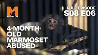 Baby Marmoset Victim Of Pet Trade | Season 8 Episode 6 | Full Episode | Monkey Life