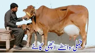 🔴 (03014865352)date 24-12-25.cholistani jarsi cross cow for sale on youtube.