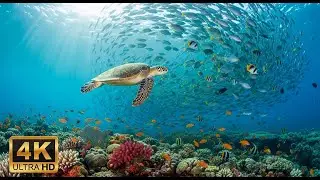 🐠 4K Coral Reef Aquarium &ndash; Peaceful Underwater Scenes with Meditation Music