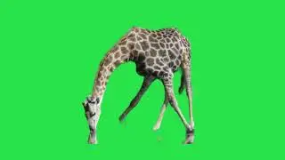 Giraffe Green Screen video |#shorts