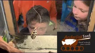 Archerfish Jumping and Spitting for Kids