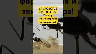 CAMPONOTUS CRUENTATUS // формикарий и температура. #топ  #формикарий #гайд #insects #camponotus