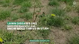 How to Spot and Stop Lawn Disease in Utah Fast