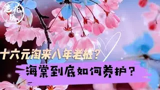 【开箱评测】老花医开箱海棠，十六元淘来八年老桩？海棠到底如何养护？Rescue Begonia.