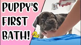 Princess Andre: My Puppy's First Bath!