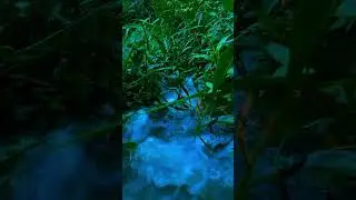 Cinematic Nature Moment#asmr #nature #shortsviral