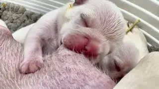 【実録】犬の赤ちゃん！生きるための本能に感動！！【生後2日目】