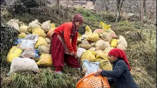 डेली रूटीन में आज पेड़ो 🌲 को  और खेतों मैं डाला गोवर 