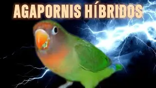 AGAPORNIS HÍBRIDOS ¿LOS CONOCES? #lovebirds #agapornis #hibridos