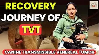 Recovery journey of stray Dog Transmissible venereal tumour (TVT) | #pyarepanje
