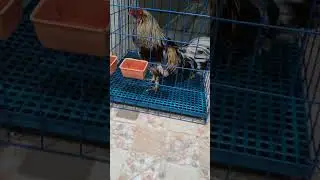 grey hatch blues #shortvideo #chicken