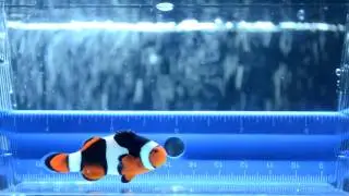 Premium Onyx Clownfish (001)