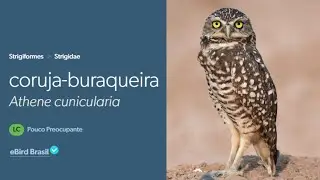 Canto da Coruja Buraqueira | Burrowing Owl Sing | (Athene Cunicularia)