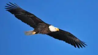 19-20 ASMR ~ Nr 1 Totem animal Eagle ~