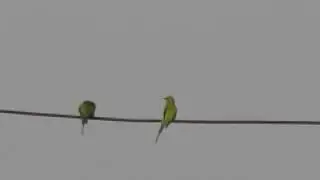 PREENING GREEN BEE EATER, MEROPS ORIENTALIS