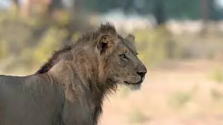Potato Bush Camp: Lower Zambezi National Park