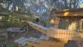 Miss Summer finds a new way up to her lookout platform. Summer bobcat at Big Cat Rescue.