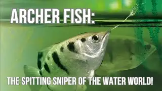 Archer Fish: The Spitting Sniper of the Water World!