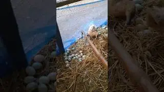 1000 pieces big duck farm. Duck harvest in village house #duckland #ducktown #duckfarming#shortvideo