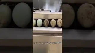 Continuous Salted Egg Cleaner Washer | Duck Egg Washing Machine
