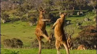 Didn't expect the fate of this kangaroo king to be like this.