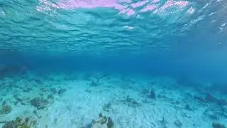 Caribbean reef shark - Bonaire