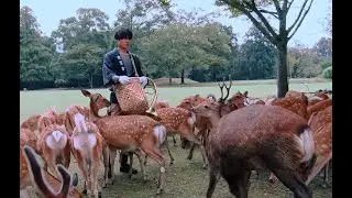 【奈良ホテル公式チャンネル】鹿寄せと春日大社参道の朝のお散歩 PR動画