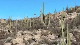 Immersive nature hike (no music).  Relax, breathe, enjoy the journey.