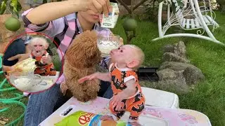 Monkey Baby Tom | Baby monkey Tom enjoys a light morning meal with bread dipped in fresh milk